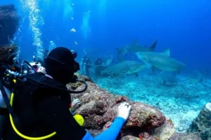 Snorkel with Sharks in Fiji